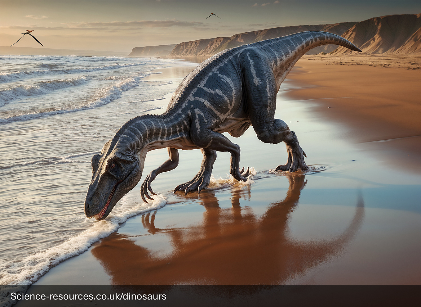 A realistic rendering of an Afrovenator dinosaur, on a beach with waves rolling in and cliffs in the background. The dinosaur is bending down, drinking water. The scene is set against a sunset sky with hues of orange and blue. There are two flying pteranodons in the sky.