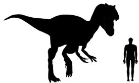 Image showing a size comparison between an adult Afrovenator dinosaur (left) versus a human adult (right).