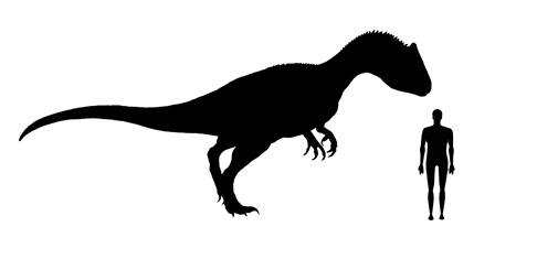 Allosaurus size compared to an adult human.
