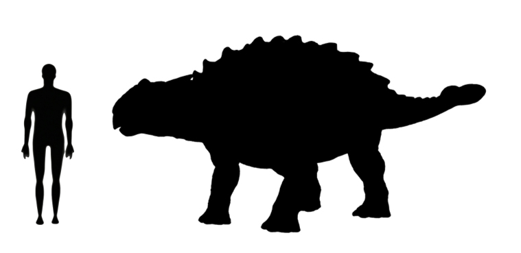 Ankylosaurus size compared to a human adult