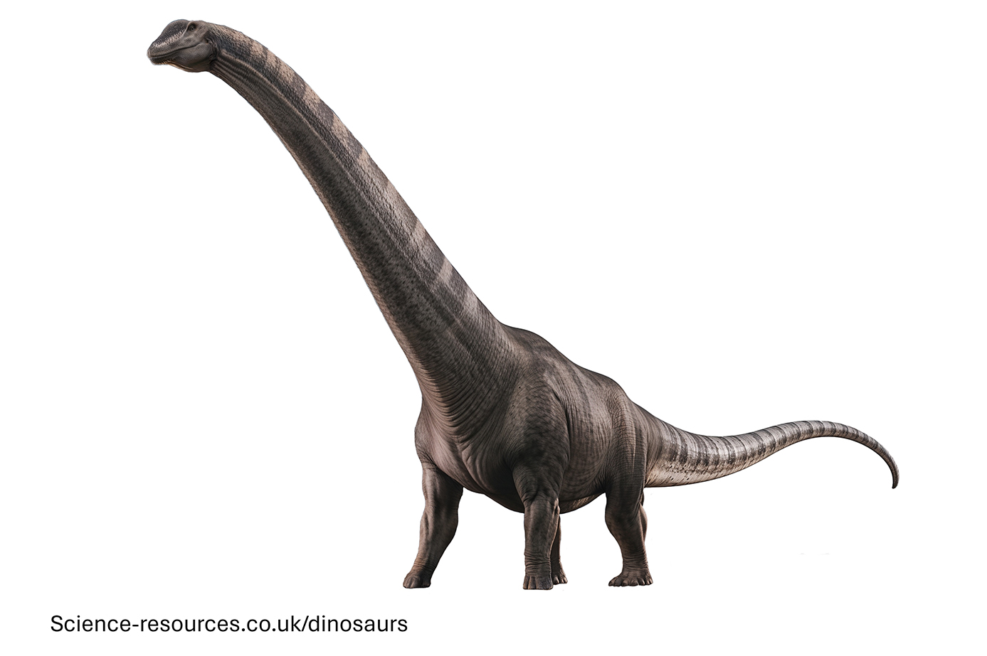 A realistic image of a Argentinosaurus dinosaur.