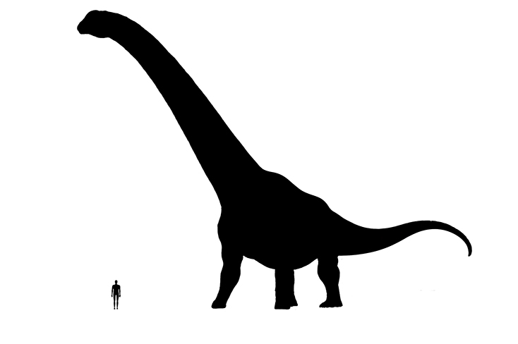 Argentinosaurus size compared to an adult human.