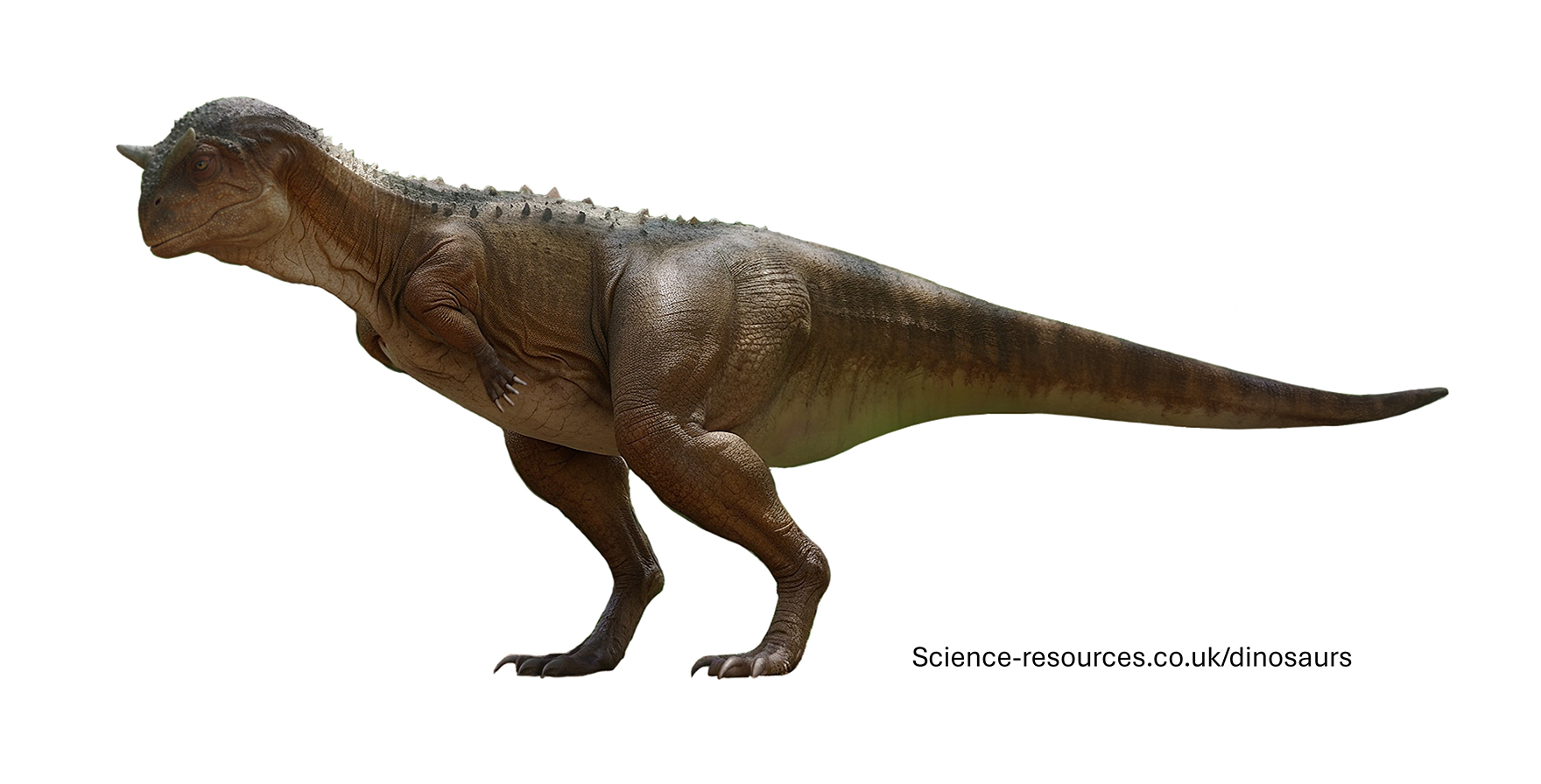 A realistic image of a Carnotaurus dinosaur.