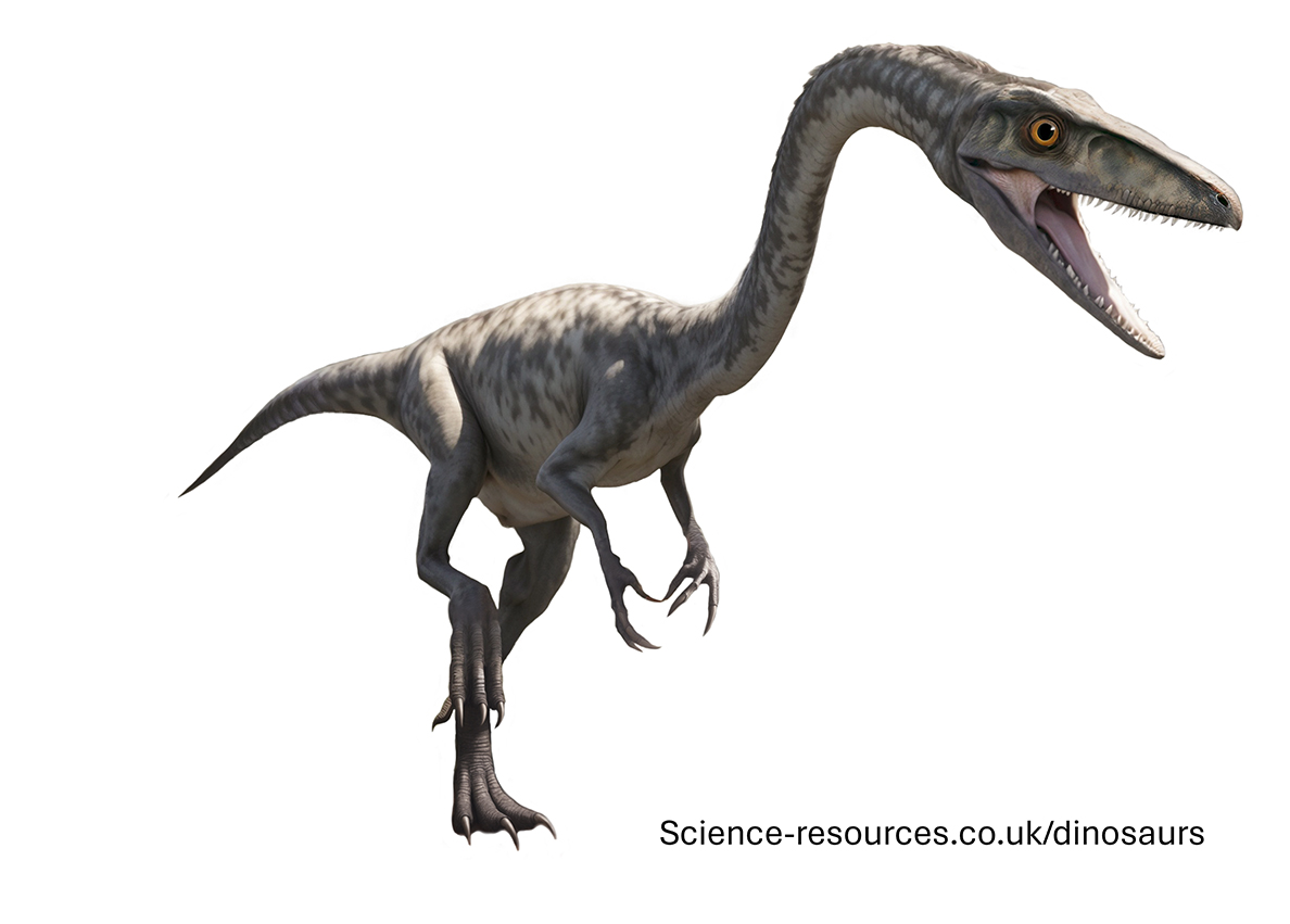 A realistic image of a Coelophysis dinosaur.