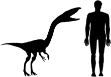 Coelophysis size compared to an adult human.