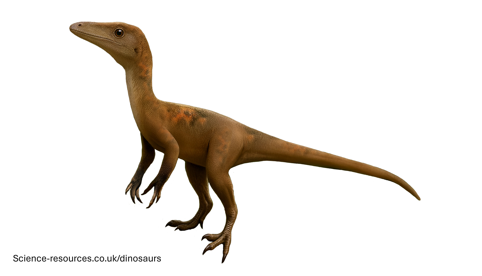 A realistic image of a Compsognathus dinosaur.