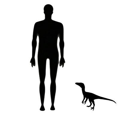 Compsognathus size compared to a human adult.