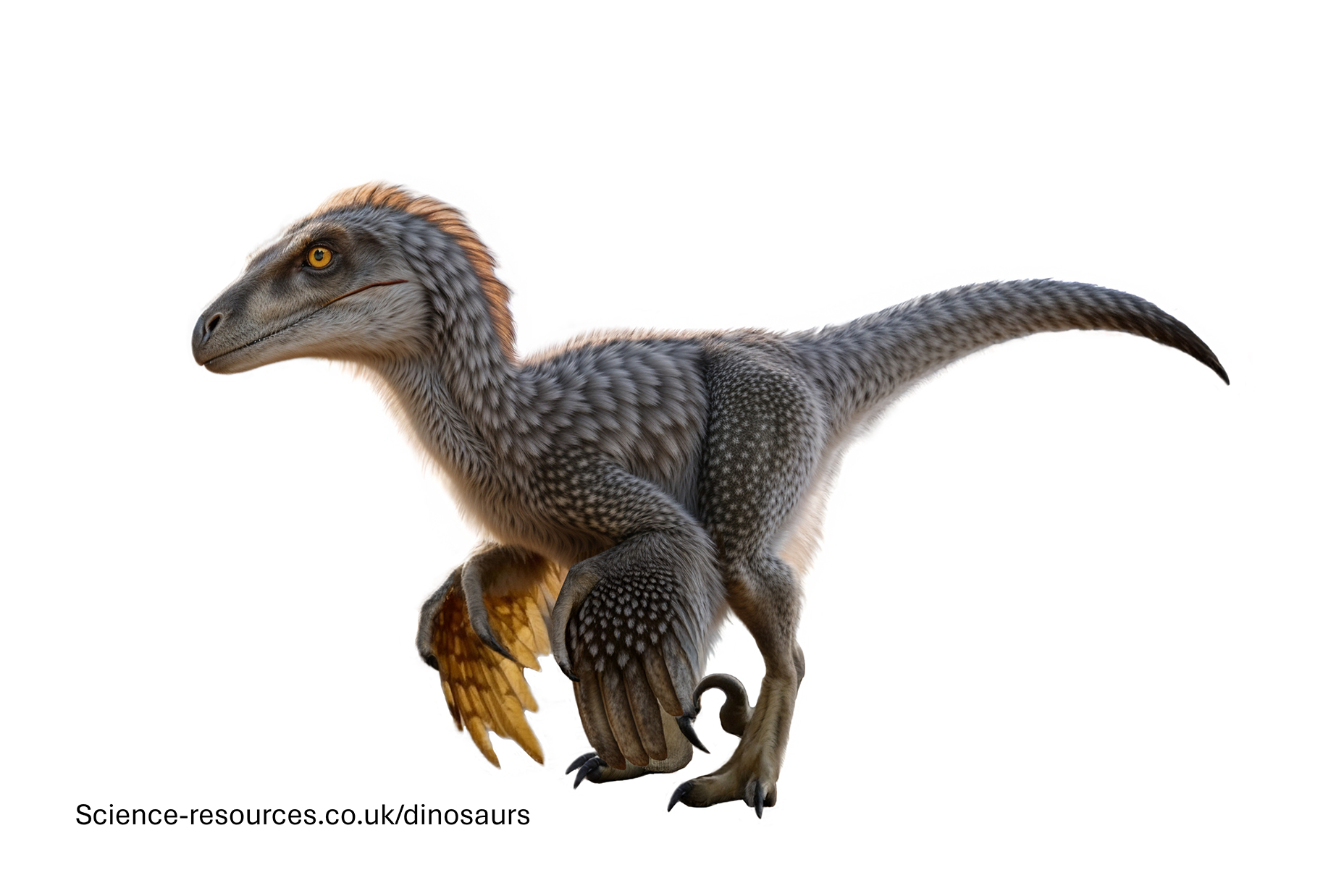 A realistic image of a Deinonychus dinosaur.