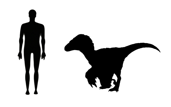 Deinonychus size compared to an adult human.