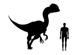 Image showing a size comparison between an adult Dilophosaurus dinosaur (left) versus a human adult (right).