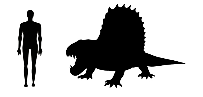 Dimetrodon size compared to a human adult.