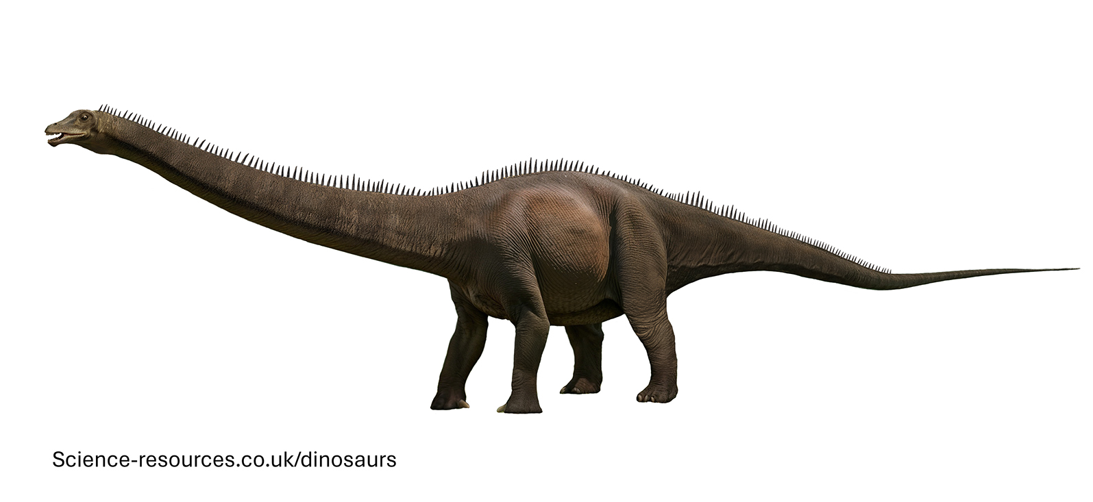 A realistic image of a Diplodocus dinosaur.