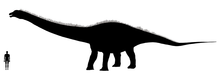 Diplodocus size compared to an adult human.