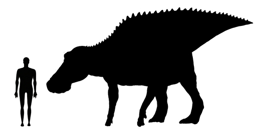 Edmontosaurus size compared to a human adult.