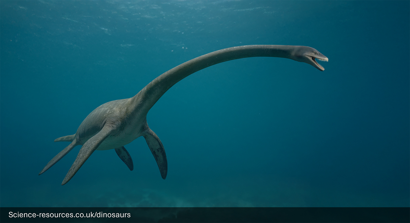 A realistic depiction of an Elasmosaurus swimming in a prehistoric ocean.