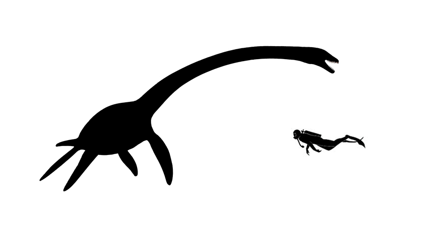 Elasmosaurus size compared to a human adult.