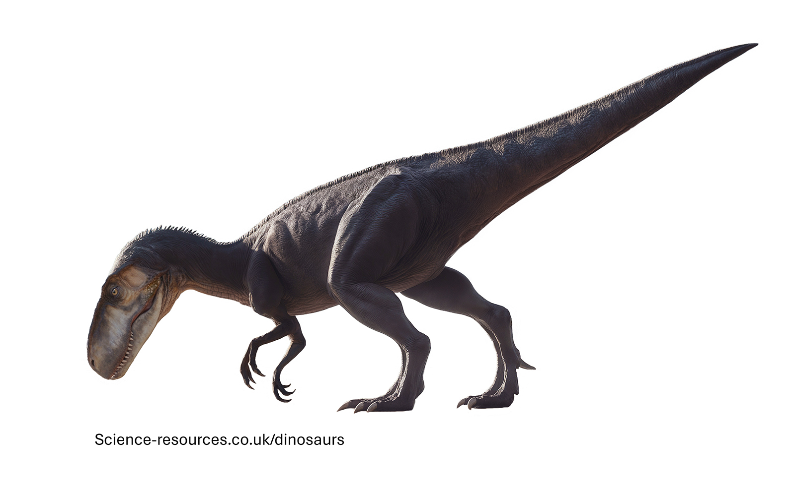 A realistic image of a Eustreptospondylus dinosaur.