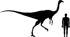 Image showing a size comparison between an adult Gallimimus dinosaur (left) versus a human adult (right).