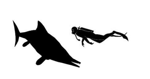 Ichthyosaurus size compared to a human adult.