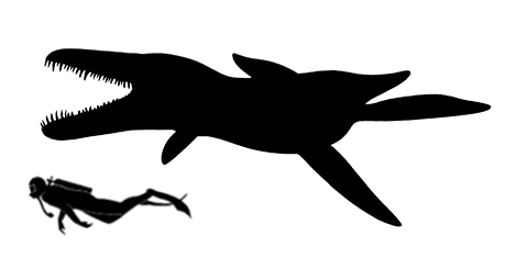 Liopleurodon size compared to a human adult.