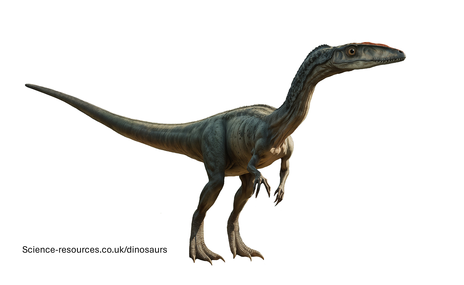 A realistic image of a Megapnosaurus dinosaur.