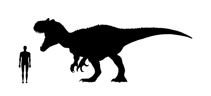 Neovenator size compared to an adult human.