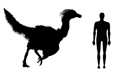 Ornithomimus size compared to an adult human.