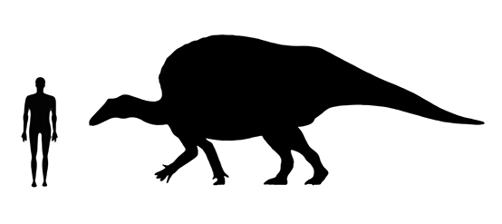 Ouranosaurus Size Ouranosaurus size compared to a human adult.