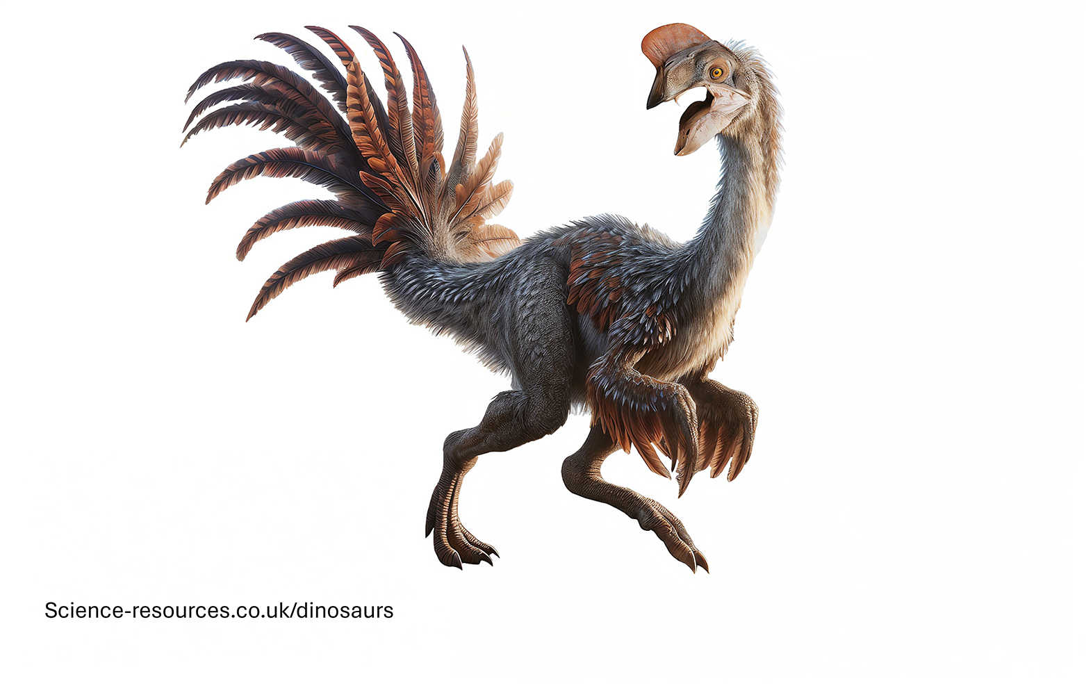 A realistic depiction of a feathered Oviraptor dinosaur on  white background.
