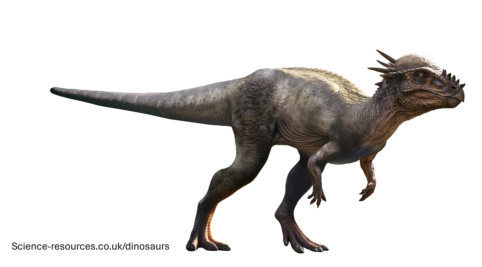 A realistic image of Pachycephalosaurus