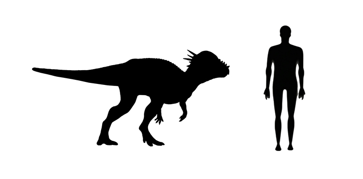 Pachycephalosaurus size compared to an average adult human.