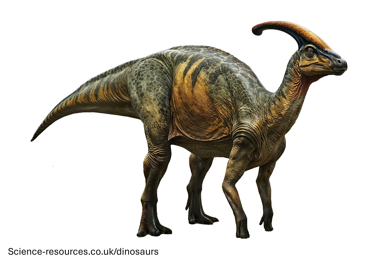A realistic image of a Parasaurolophus dinosaur.