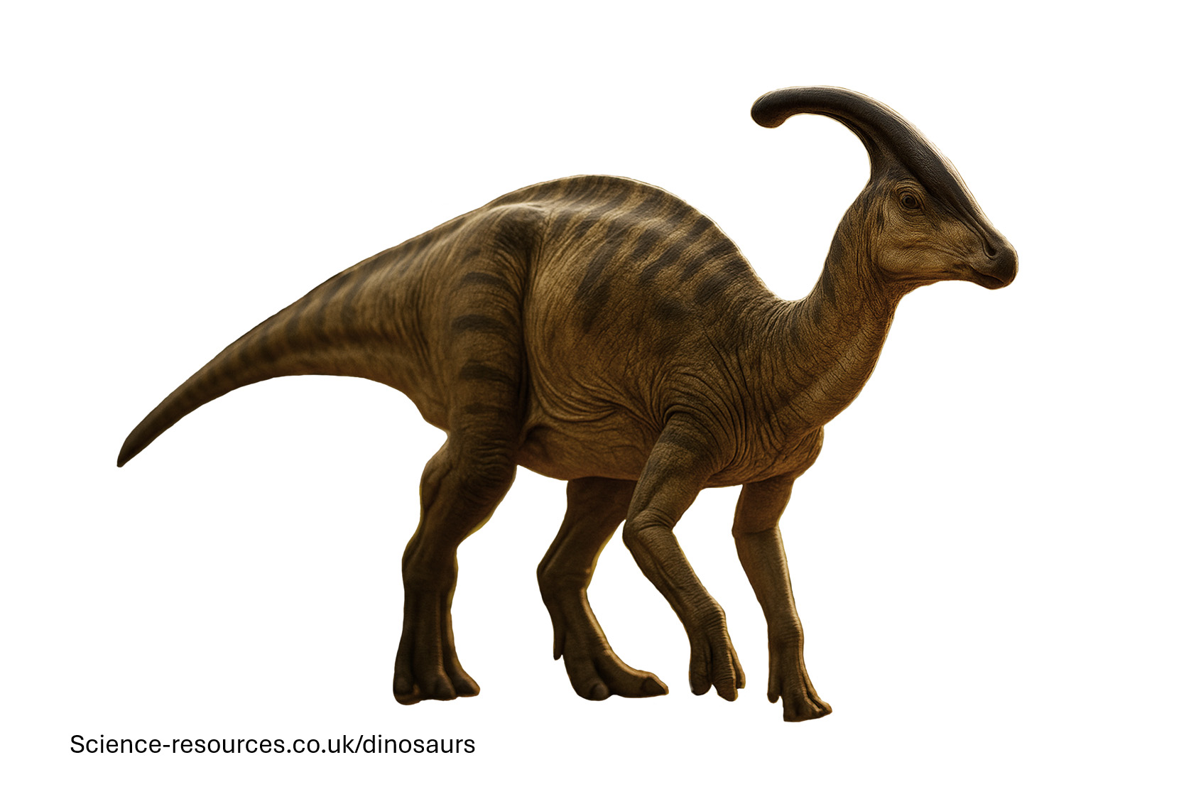 A realistic render of a Parasaurolophus Dinosaur on a plain white background.