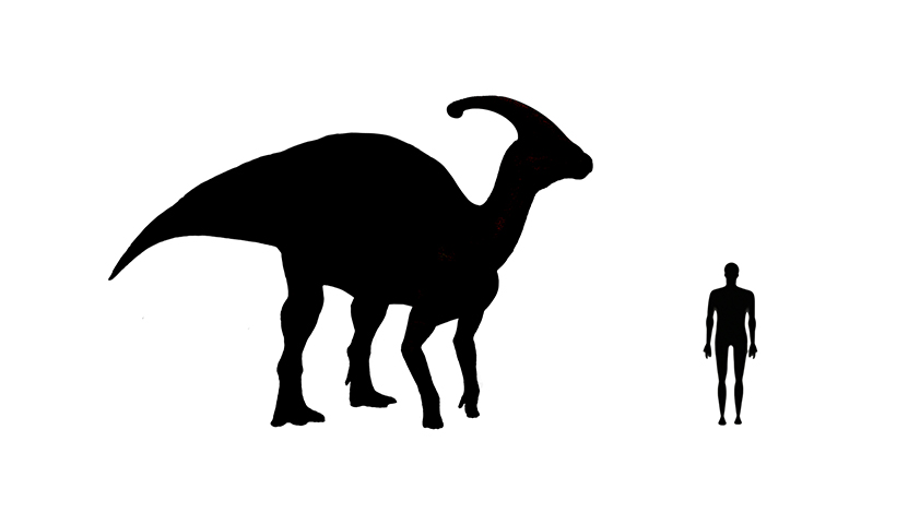 Parasaurolophus size compared to an average adult human.