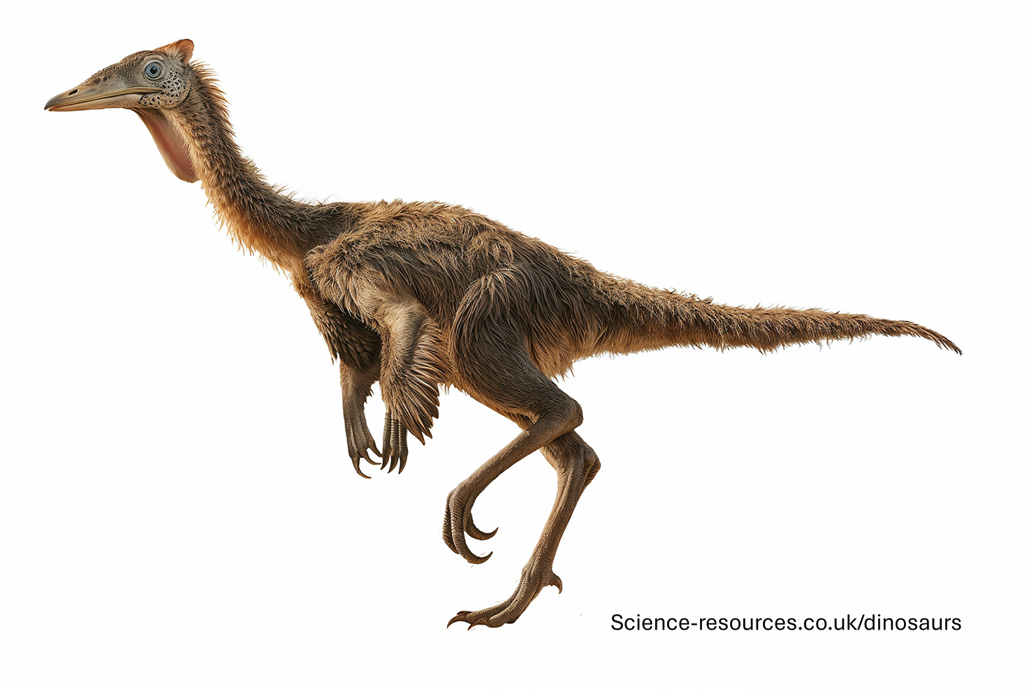 A realistic image of a Pelecanimimus dinosaur.