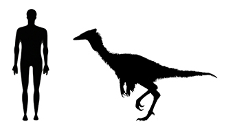 Image showing a size comparison between an adult Pelecanimimus dinosaur (right) versus a human adult (left).