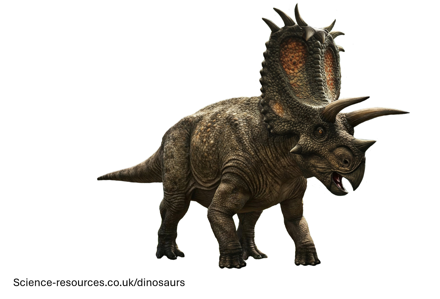A realistic image of a Pentaceratops dinosaur.