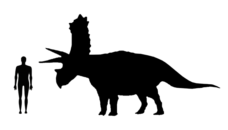 mage showing a size comparison between an adult Pentaceratops dinosaur (right) versus a human adult (left).