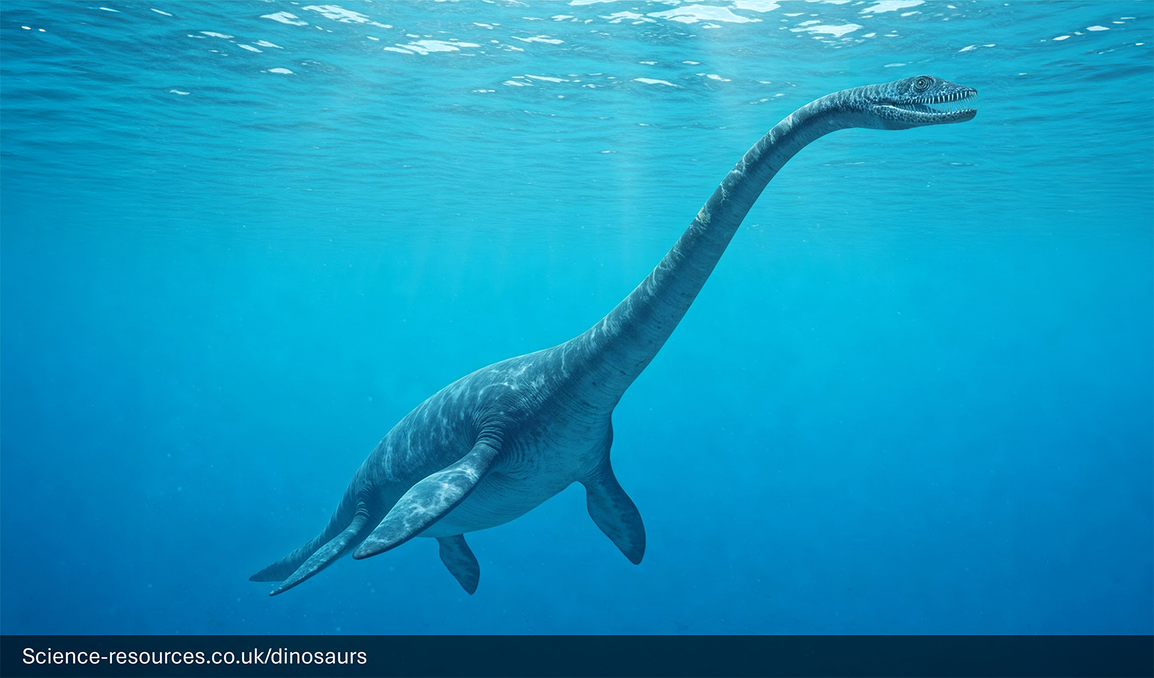 A realistic depiction of an Plesiosaurus swimming in a prehistoric ocean.