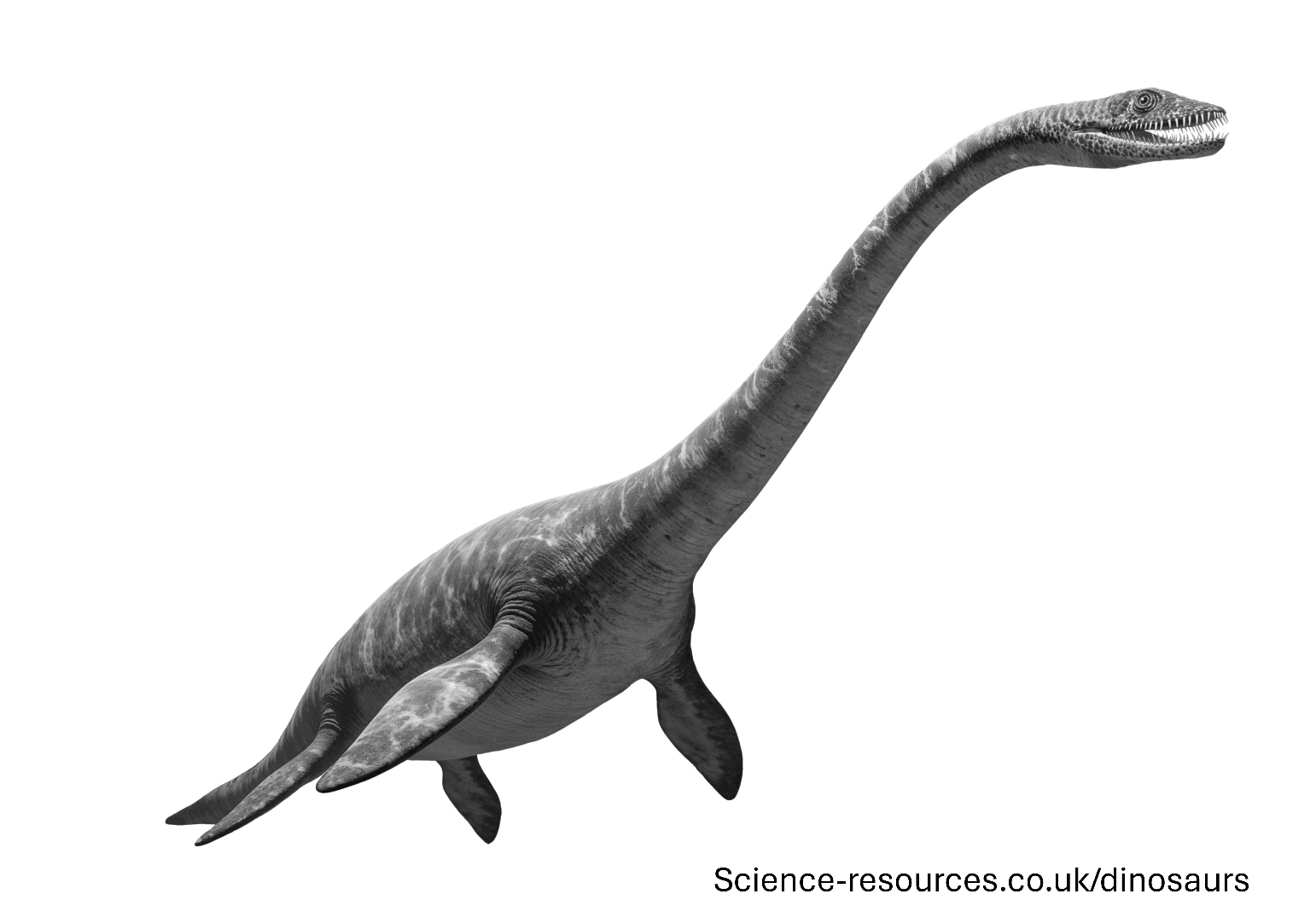 A realistic rendering of an Plesiosaurus.