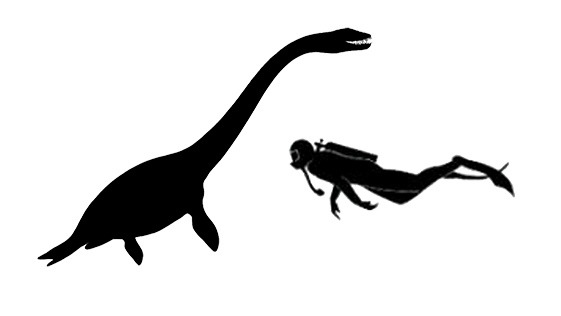 Plesiosaurus size compared to a human adult.