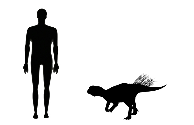 Psittacosaurus size mage showing a size comparison between an adult Psittacosaurus dinosaur (right) versus a human adult (left).