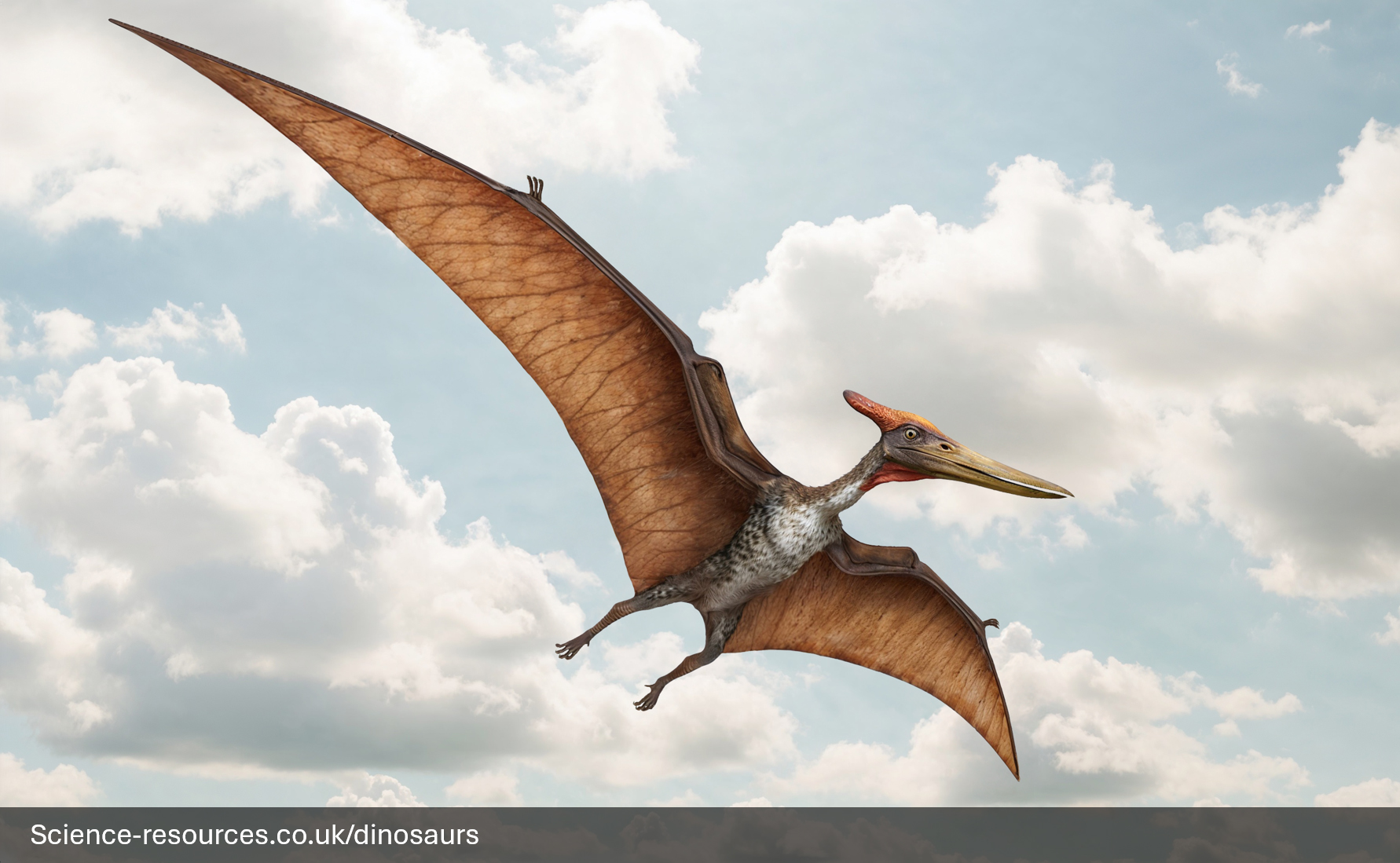 A realistic depiction of a Pteranodon in flight.