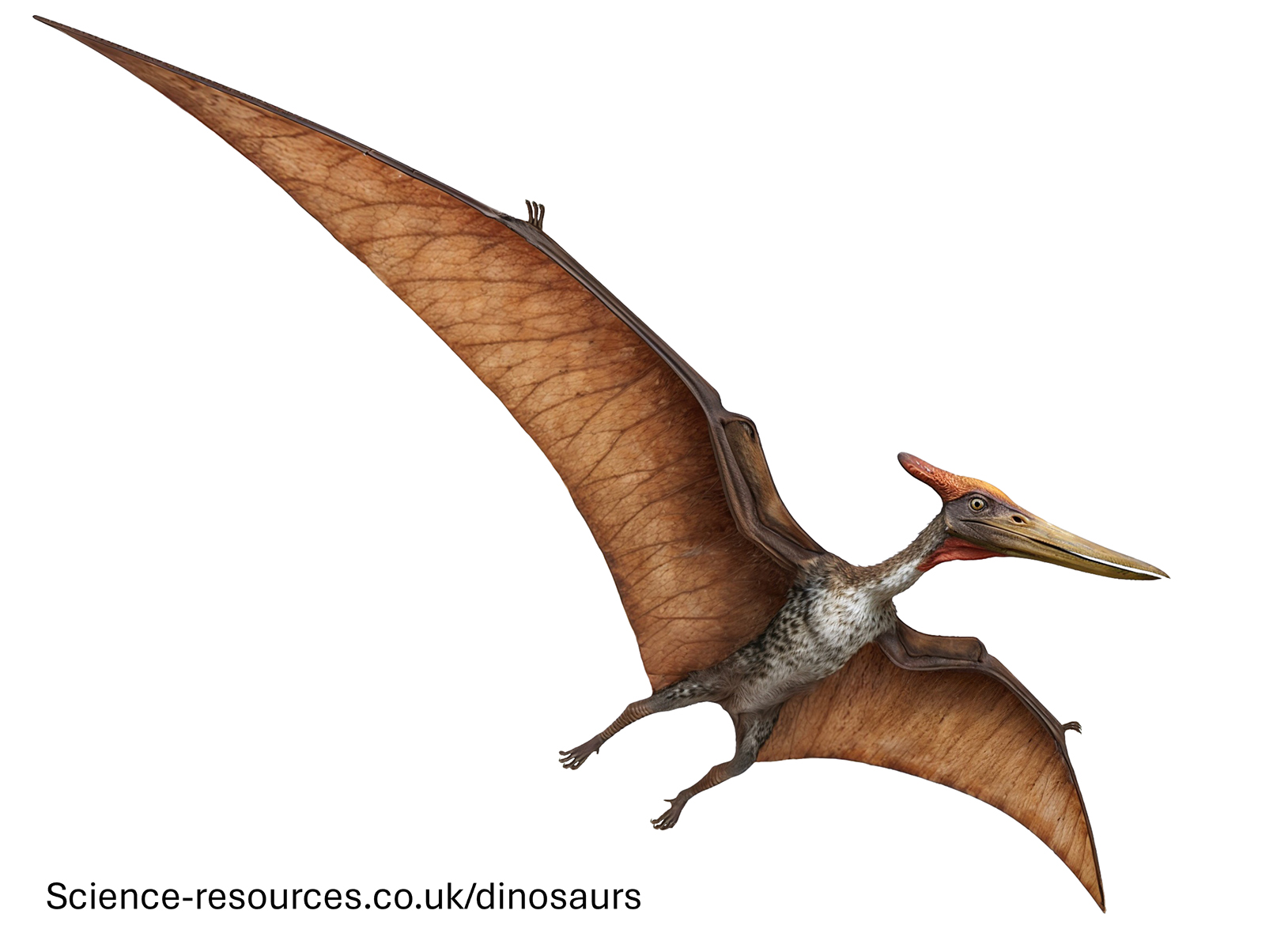 A realistic image of a flying Pteranodon.
