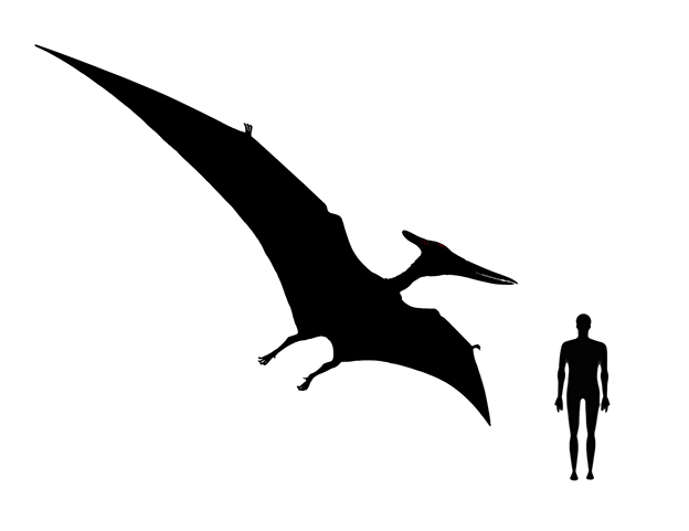 Pteranodon size compared to a human adult.