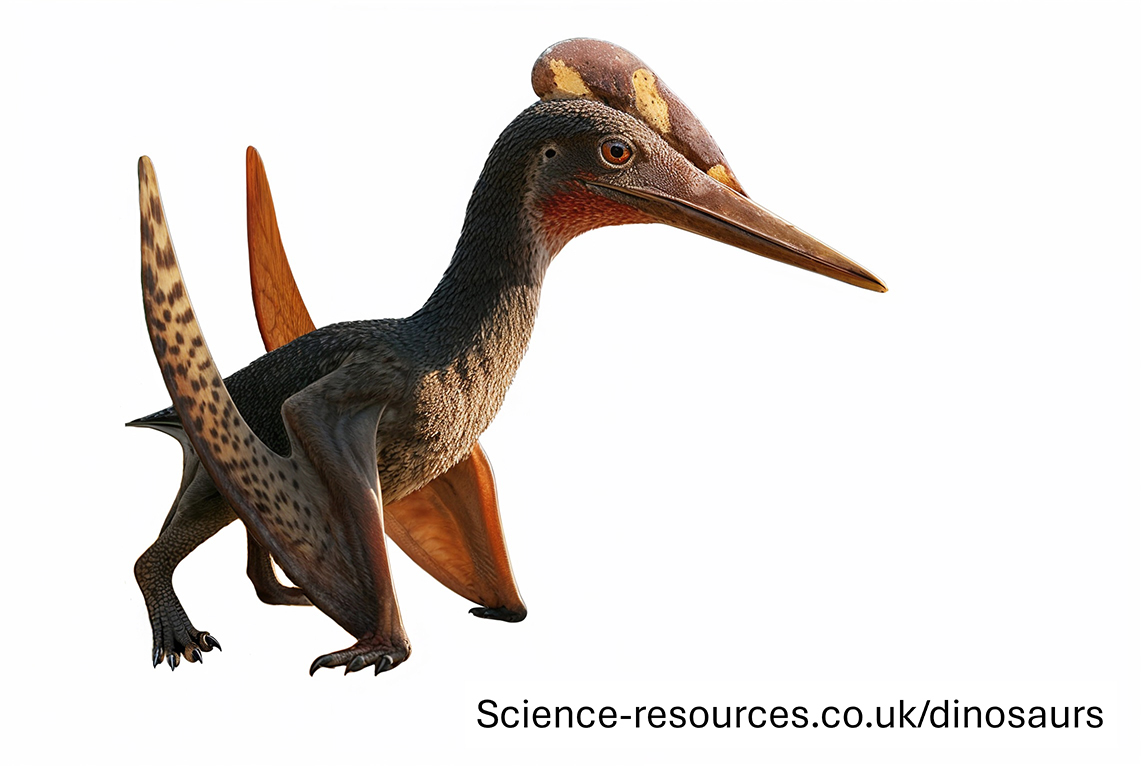 A realistic image of Pterodactylus 