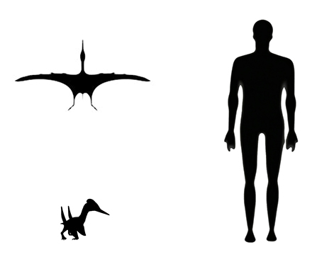 Pterodactyl size compared to a human adult.