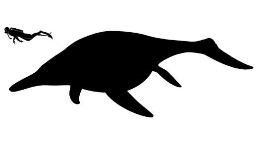 Shonisaurus size compared to a human adult.