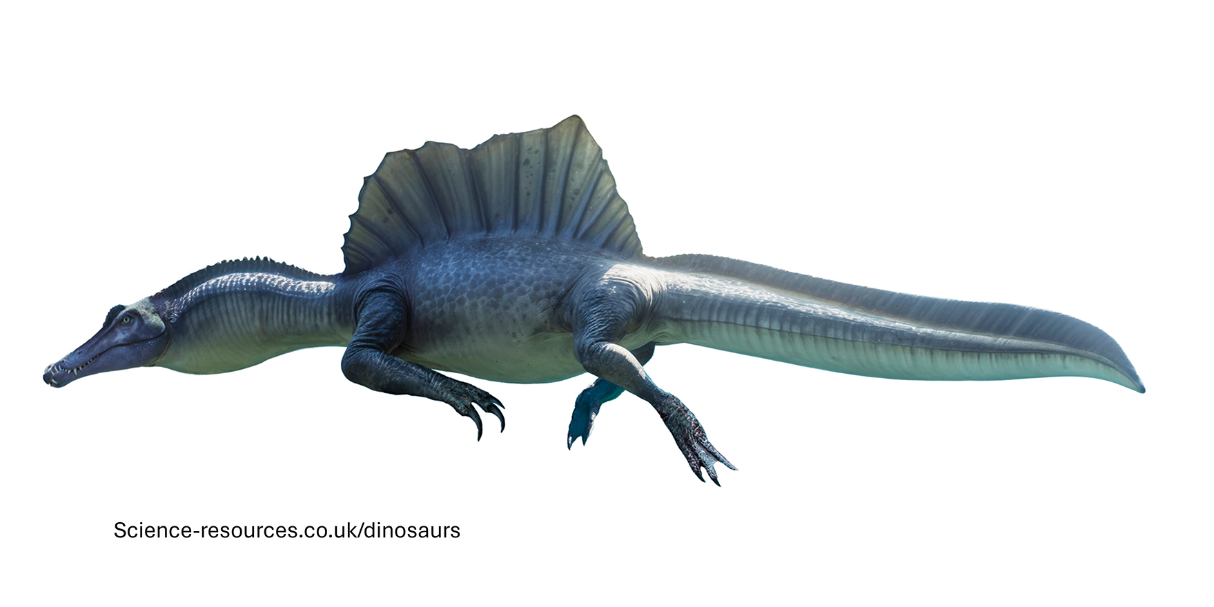 A realistic image of a Spinosaurus dinosaur.