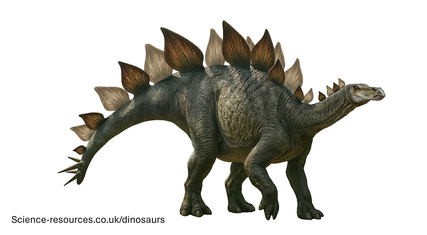 A realistic image of a Stegosaurus dinosaur.